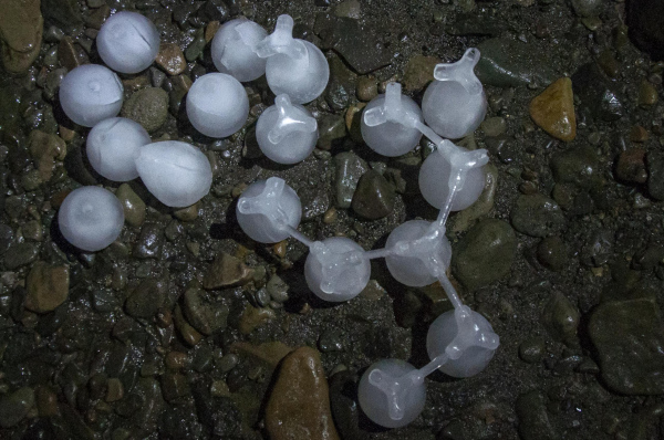 Point absorber by the shore of the Arctic Ocean